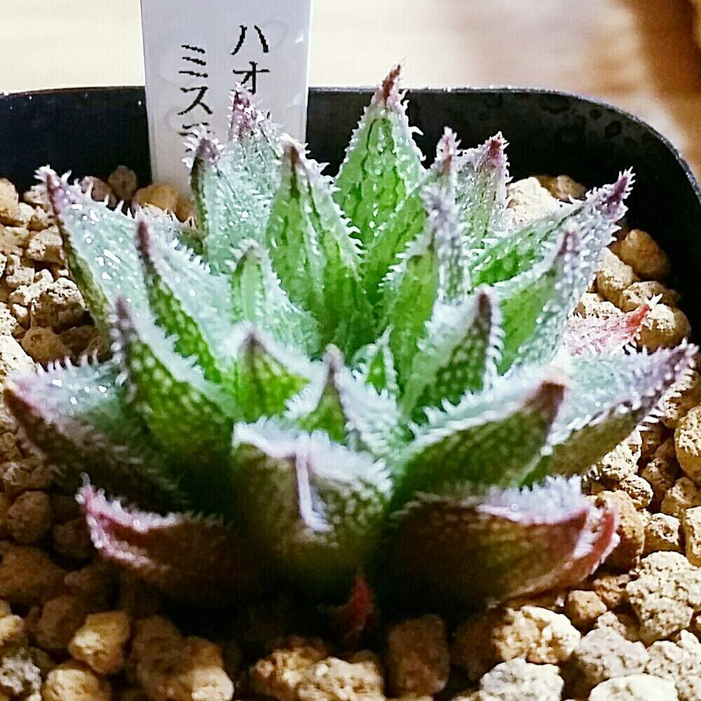 窓辺の画像 by ジョージさん | 窓辺とハオルチア ミスティと元気いっぱいとジョージの部屋と多肉植物と軟葉系ハオルチアとカッコいいとハオルチア属と多肉大好きとお気に入り♡とGS映えとハオルチア男子と八王子市と可愛い多肉ちゃん❤︎とハオルシア属 と多肉植物とサボテンと癒されるとおおきくなあれと育成中と優良株と素敵