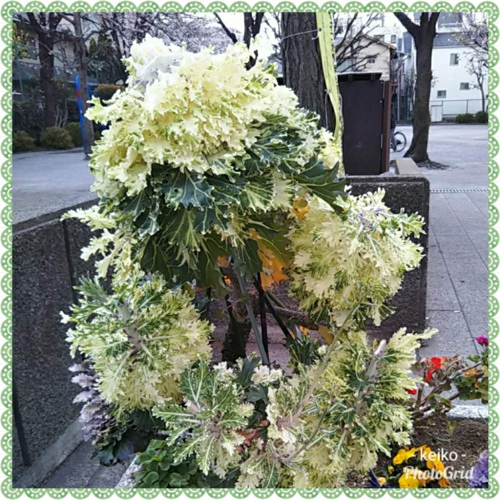 お出かけ先の画像 by Kーーー☘️さん | お出かけ先と♯葉牡丹と近所の公園