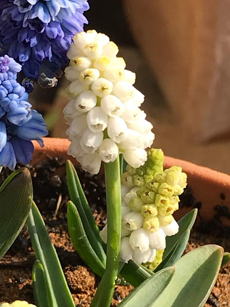 玄関の画像 by スノーベルさん | 玄関とつぶつぶと白いと鉢植えともうすぐ春と花のある暮らし