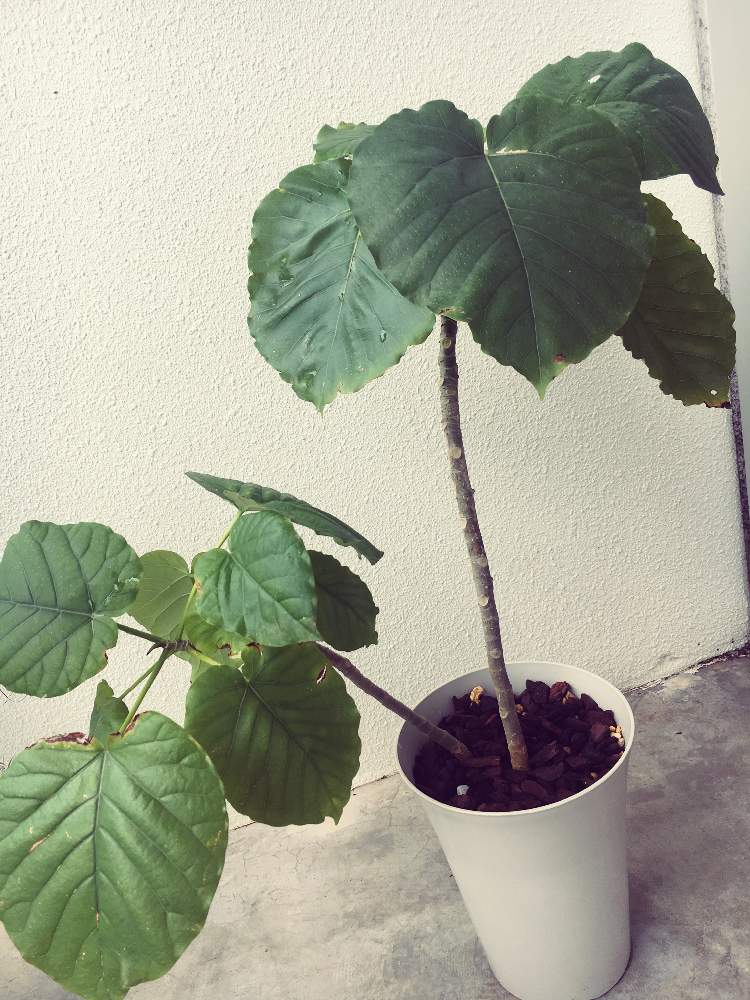 インテリアの画像 by life'sさん | インテリアとウンベラータと植物のある暮らし。と ウンベラータとインテリアグリーンと葉水
