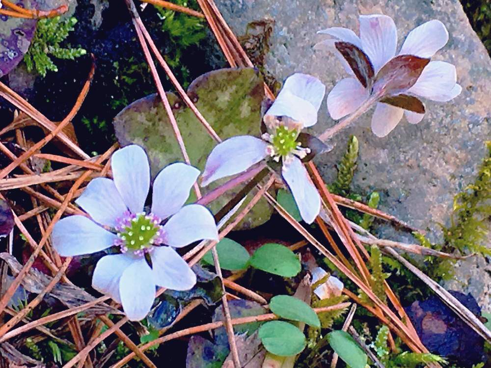 の画像 by tomomo*さん | オオミスミソウと雪割草とお庭の植物と山野草