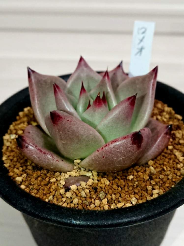 バルコニー/ベランダの画像 by ベランダ大好きさん | バルコニー/ベランダと多肉植物と千葉県と二和園と植中毒とロメオ様とエケベリア属とタニラーと珍奇植物と花のある暮らしと千葉タニラーとバルコニスト
