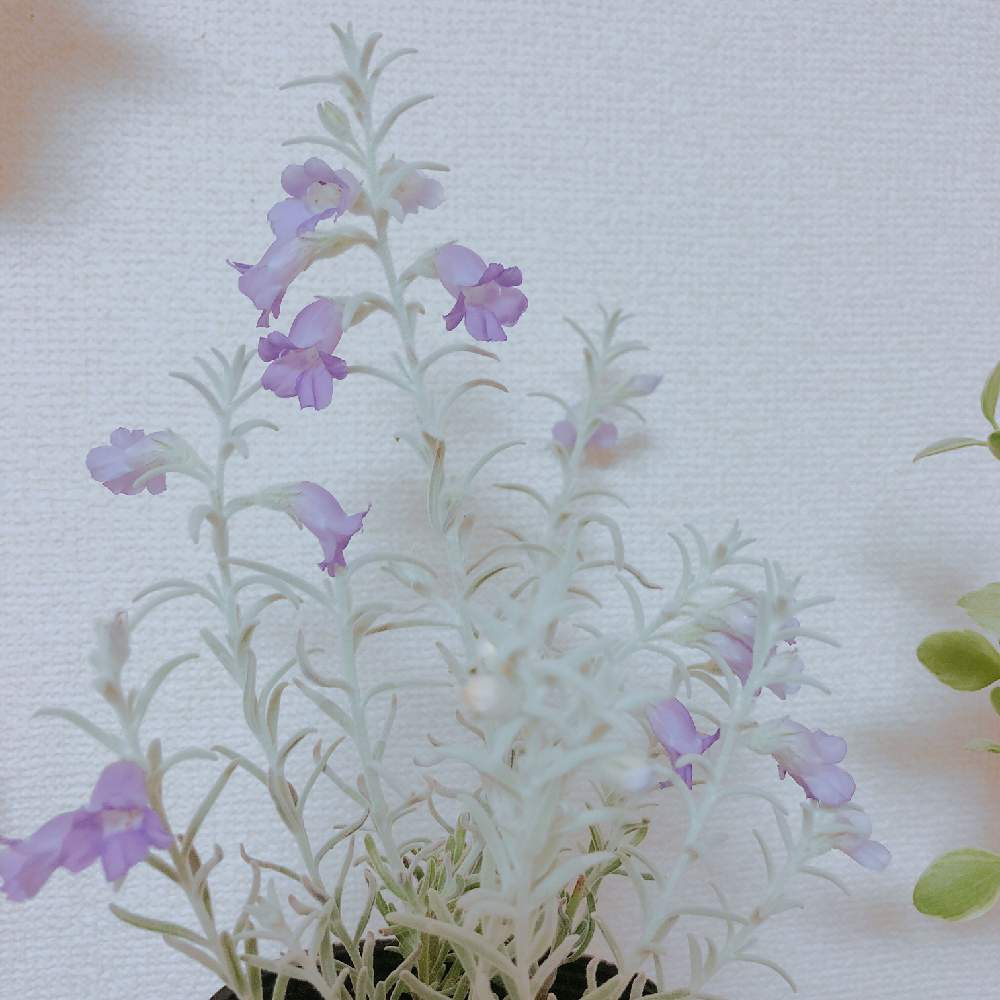 部屋の画像 by すぅさん | 部屋とちょっとフシギちゃんと植物だいすきともはもはと花のある暮らしとふんわり