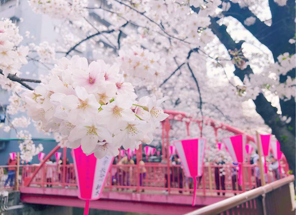 お出かけ先の画像 by Junさん | お出かけ先とソメイヨシノと植物のある暮らしと『2019桜』フォトコンテストとno green no lifeとToday's botanicalと植中毒と目黒川-桜マップ2019-と目黒川とbotanical lifeと中目黒と花のある暮らしとさくら