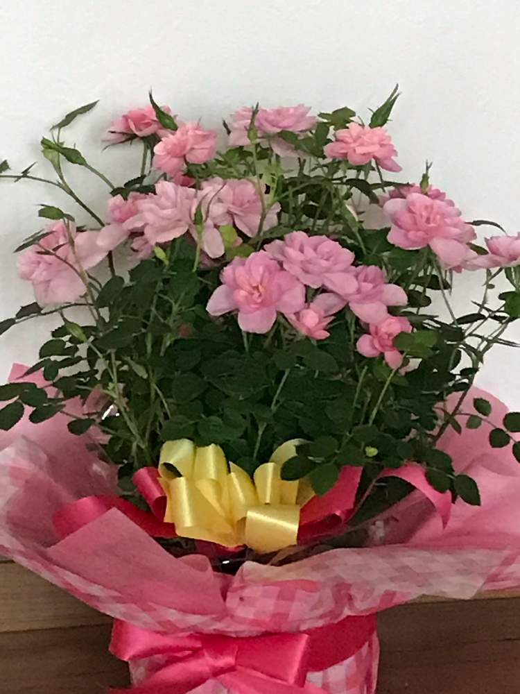 玄関の画像 by スノーベルさん | 玄関とピーチ姫♡と薔薇愛同盟とピンク色とミニと鉢植えともうすぐ春と花のある暮らし