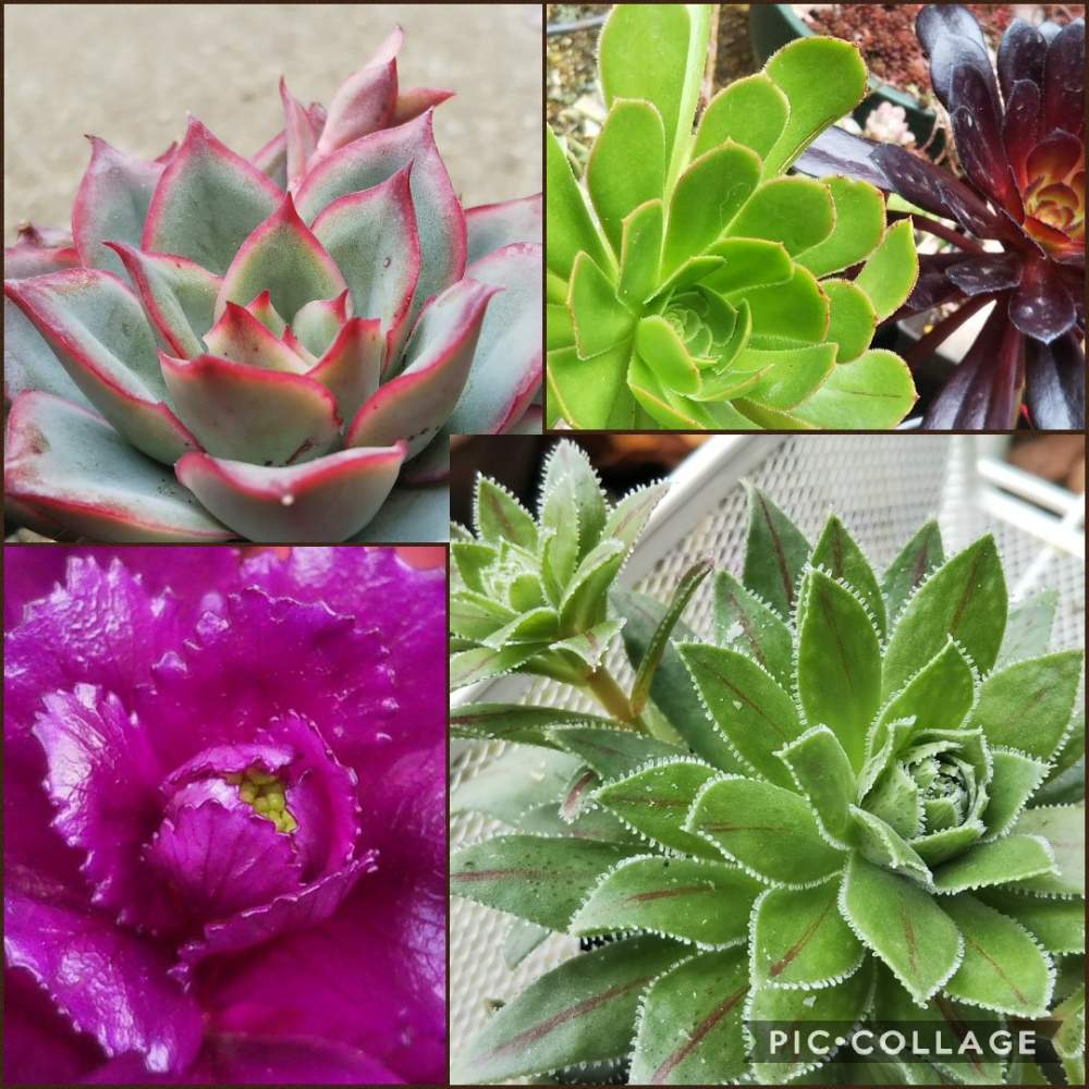 小さな庭の画像 by まめきちさん | 小さな庭と名前を教えて!と多肉植物とHTCとキュンキュン乙女倶楽部と富山支部と植中毒と多肉ラボ©とたに倶楽部とタニラーと北陸タニラーとたにおたくらぶと♯葉牡丹と多肉・黒法師とサンシモンとムーンガドニス♡とアエオニウム・ヒブリダム