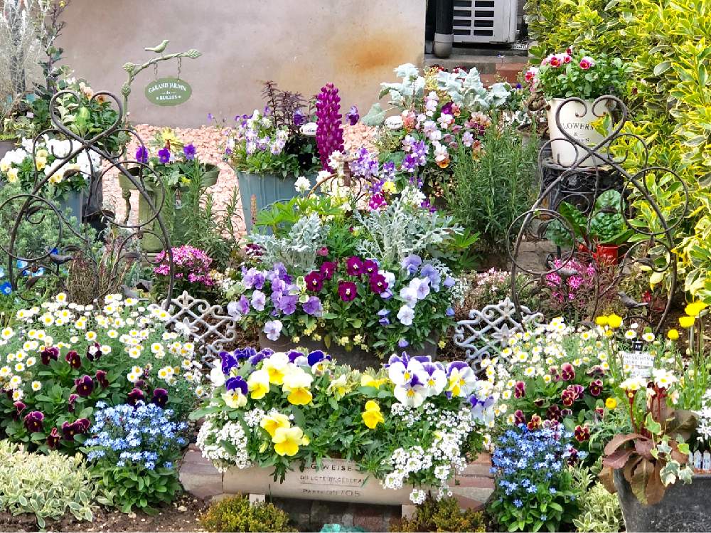 小さな庭の画像 by テクテクさん | 小さな庭とパンジーの寄せ植えとアイビー❇︎と寄せ植えと小さな花壇と今日のビオラとネメシア寄せ植えとビオラの寄せ植えとガーデニングと花のある暮らしと好きな様に寄せ植えと可愛らしいビオラとジュリアン寄せ植えと葉牡丹の寄せ植えと大好きビオラと❤️100いいねありがとう!とルピナス*と シロタエギクとはなかんざしと忘れな草。といいね、コメントありがとうございます♡