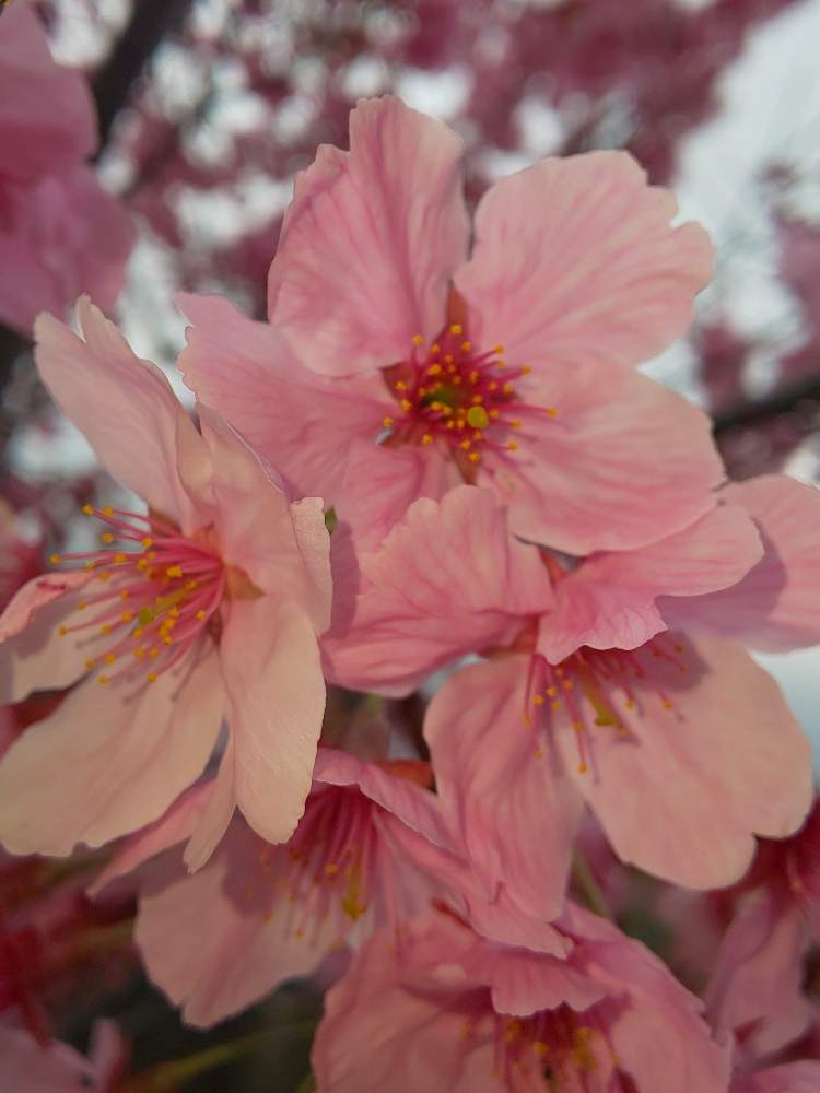 お出かけ先の画像 by はねこさん | お出かけ先と名前を教えて!とお散歩にてとピンクのお花と花のある暮らしと可愛いらしいお花ときれいに撮りたい