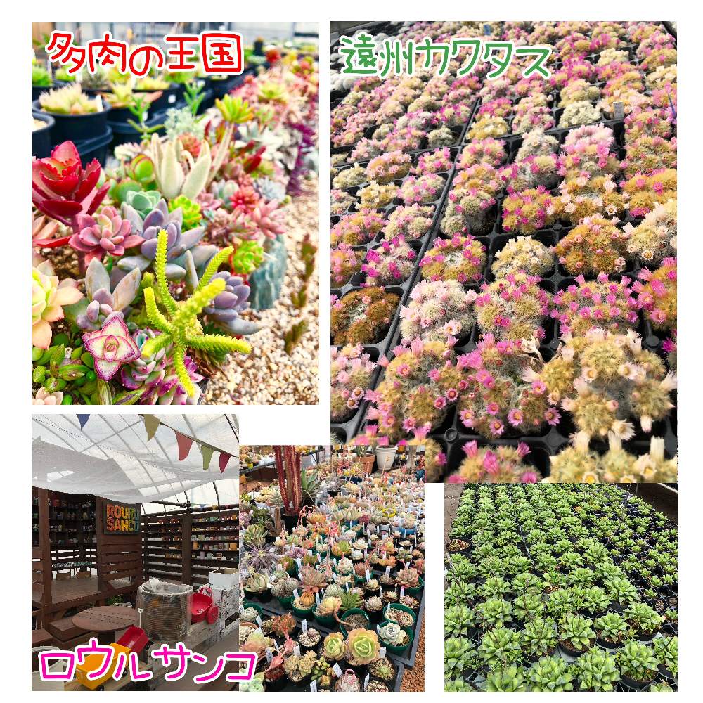 お出かけ先の画像 by あみたす☆さん | お出かけ先と多肉植物とcactusと静岡旅行と寄せ植えとロウルサンコとGS映えとタニサボ寄せ植えと多肉植物寄せ植えとサボテン好きと緑のある暮らしと多肉夫婦とサボテンのある暮らしと多肉植物好きの人と繋がりたいと静岡多肉狩りと多肉の王国と遠州カクタスと緑のある生活と静岡県とsucculent