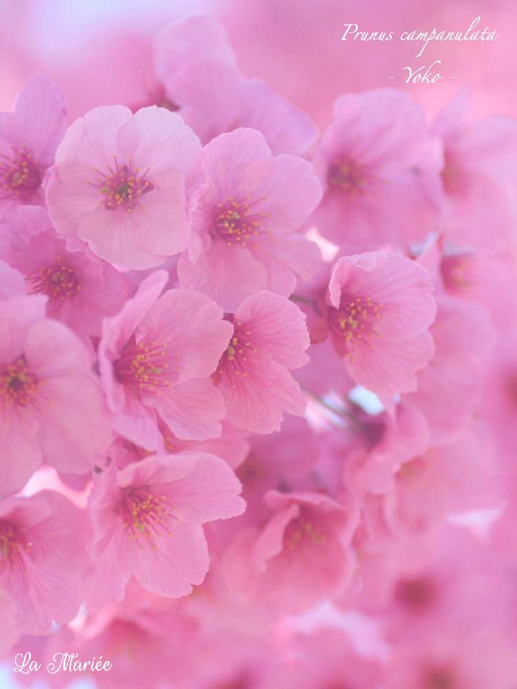 お出かけ先の画像 by La Mariéeさん | お出かけ先とさくら サクラ 桜と陽光桜と『2019桜』フォトコンテストと 桜並木と花のある暮らしとGS映えとお花見とピンク❤︎ピンクとピンクの花と植物のある暮らしとボタニカルライフ