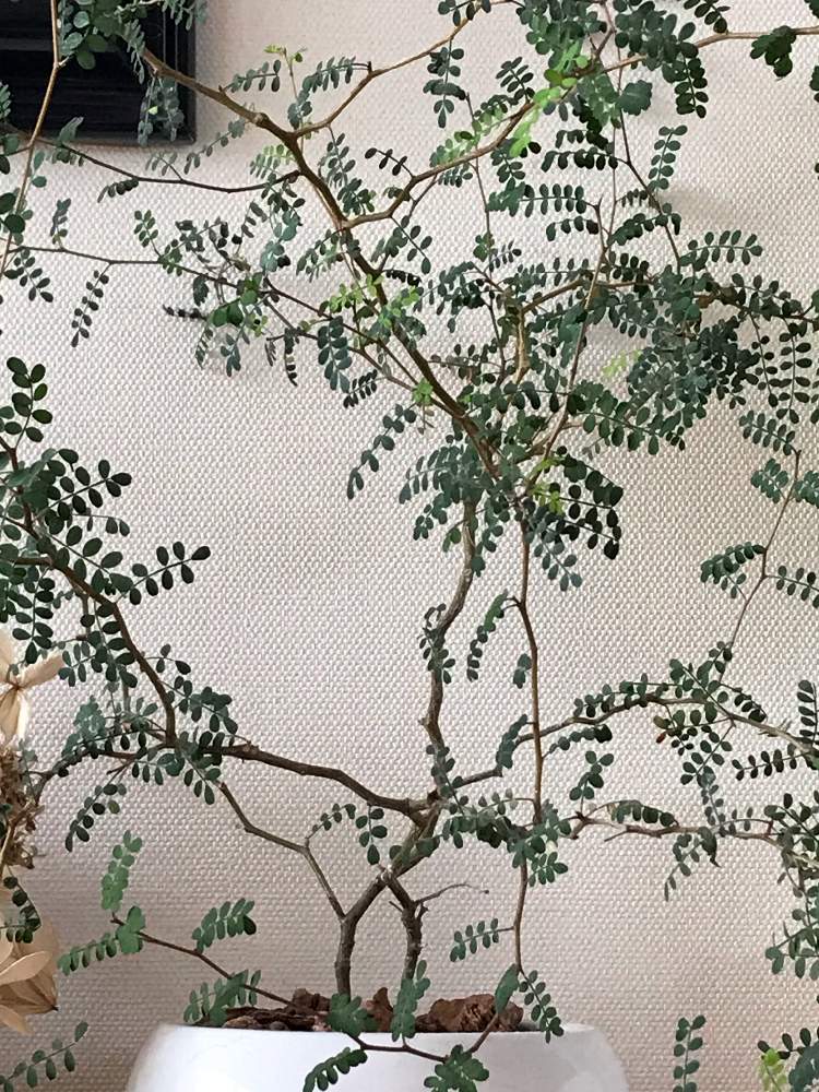部屋の画像 by cokeさん | 部屋と植物のある暮らしと観葉植物