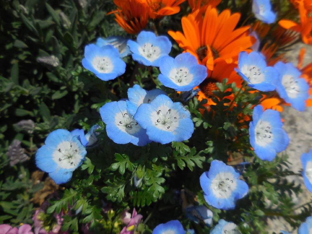 の画像 by makoさん | 花のある暮らしとお散歩とお花好きとお花パワー