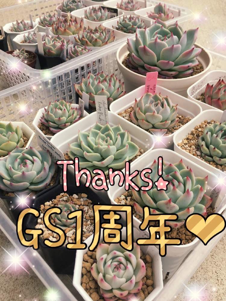 小さな庭の画像 by あきさん | 小さな庭とチワワエンシスと多肉植物と癒される♡とラブリー♡とフォロワーさん(*´∀`)ノ ありがとぅ♪と植欲が止まらないと中山いい肉ん エケベリアとNo TANIKU,No Lifeと多肉大好きとワクワクドキドキと多肉のある暮らしと植欲旺盛とGS1周年と植中毒と大好き過ぎてどうしよう♡とたまらん♡とI am チワワ狂❗️と多肉植物ラブとかわいいな♡と千葉タニラーとLove♡チワワエンシス