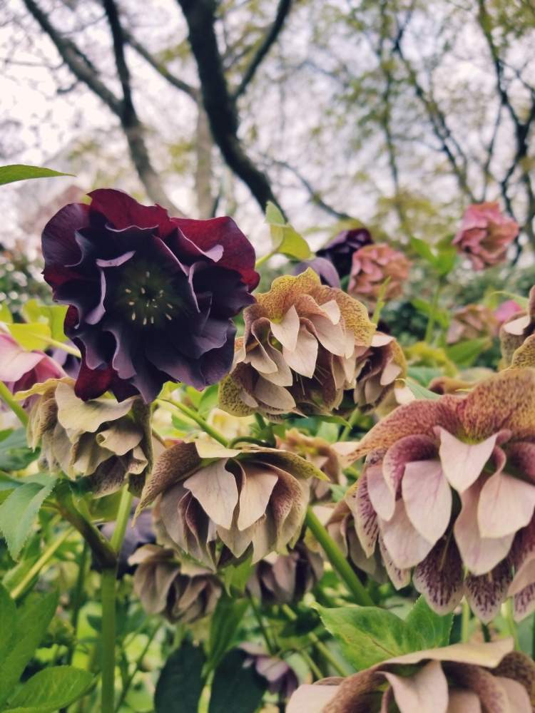 お出かけ先の画像 by さとみさん | お出かけ先とクリスマスローズと花のある暮らしと近場の公園と私好み♡とクリスマスマスローズ