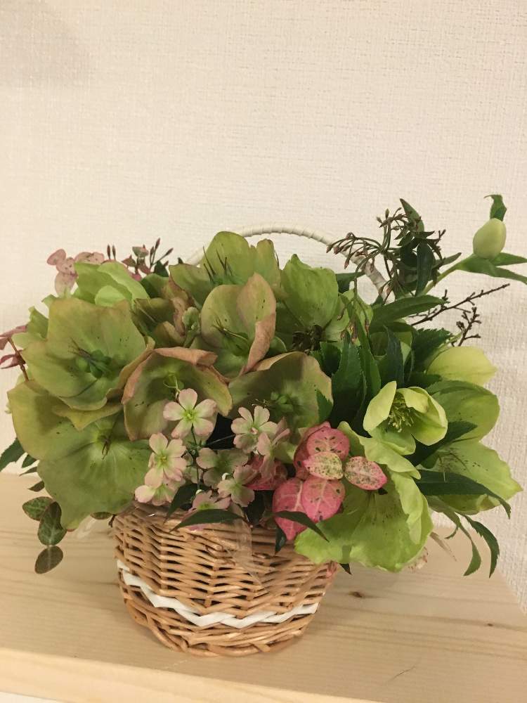 棚の画像 by クサガメかめこさん | 棚とカダンと羽衣ジャスミン*と初雪カズラ☘️とリビングとフラワーアレンジメントとクリスマスマスローズと花のある暮らしと南天。とプリムラマラコイデス古都さくら