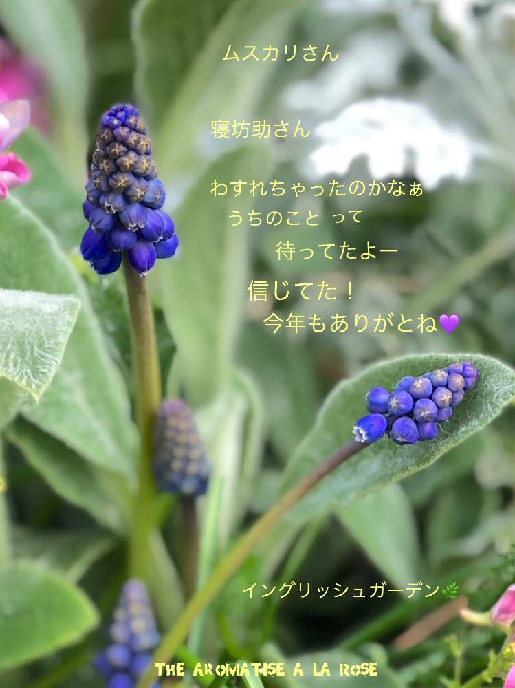 小さな庭の画像 by イングリッシュガーデンさん | 小さな庭とムスカリとダスティミラー(シロタエギク)と『秋植え球根』フォトコンテストとEGフォトジェニックとLUMIX DMC-L10とLUMIX