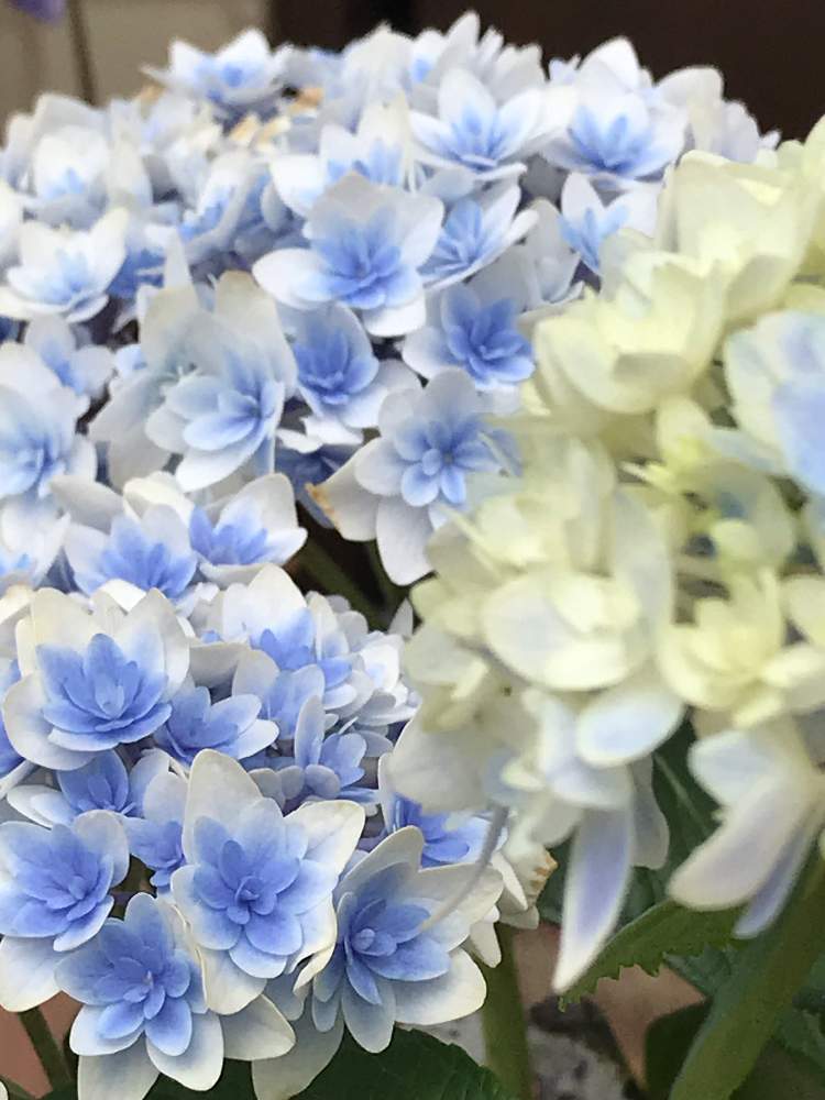 玄関の画像 by スノーベルさん | 玄関と花のある暮らしともうすぐ春と鉢植えとブルーと白のグラデ