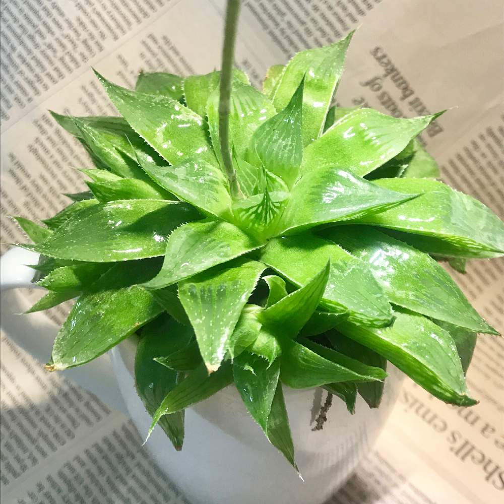 部屋の画像 by けろやさん | 部屋と令和最初の植物とハオルチア属と寄り添ってとGSミニモニ。と台風21号被災者応援と多肉好きと東日本大震災と頑張れ♡えっことハオルシア・祝宴と花粉症が…