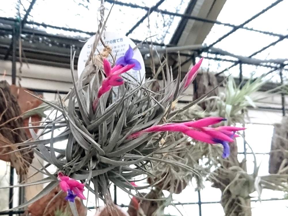 広い庭の画像 by かき揚げさん | 広い庭とチランジア アエラントス ニグラとチランジアの花!と多肉植物とオザキフラワーパークと植中毒と温室と多肉おばちゃん