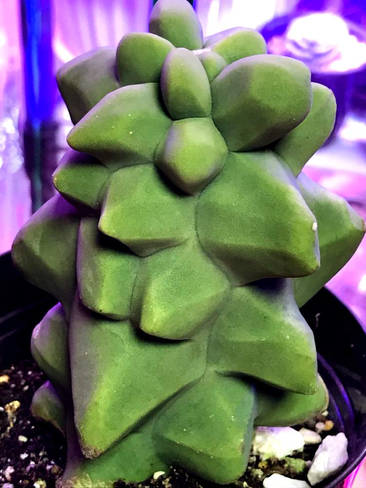部屋の画像 by 喜多国 三汰さん | 部屋と福禄寿とロフォセレウスと植物育成ライトとLED植物育成ライトと植物育成器 LEDと植物育成LEDライトと福禄寿♪