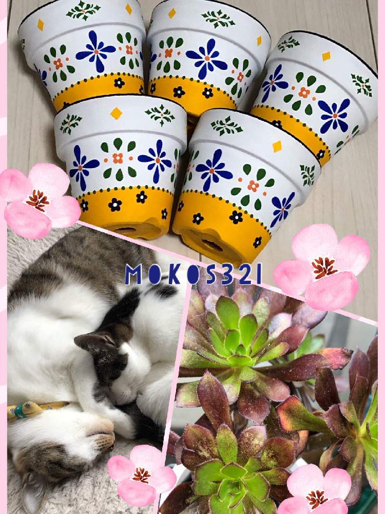 部屋の画像 by mokoさん | 部屋と多肉植物とお気に入り♡とmokoさん鉢とGS映えとニヤニヤ( ̄∀ ̄)とリメ鉢とねこ愛が止まらないと目指せGS映えする鉢と多肉女子と愛猫とmoko's鉢とモコフワと自己満足の世界と大事に育てたいと春らしくとタニク初心者とリメイク鉢
