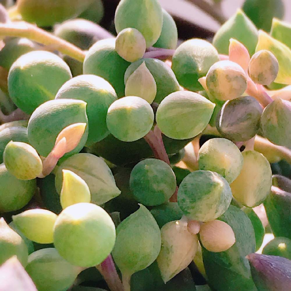 の画像 by やぁさん | 多肉植物とたにおたくらぶNo.14♡と エンジェルティアーズとちいさな幸せ♡とお気に入り♡とKOHと❤️いいね、ありがとうとかわいいな♡とたにおたくらぶ