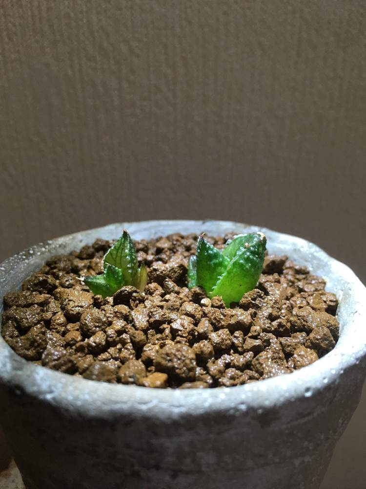 棚の画像 by サボサボさん | 棚と多肉植物と多肉男子と硬葉系ハオルシアと硬葉ハオルチアとハオルチア属と二和園とハオルチア・竜鱗とGS日和と多肉植物とサボテン