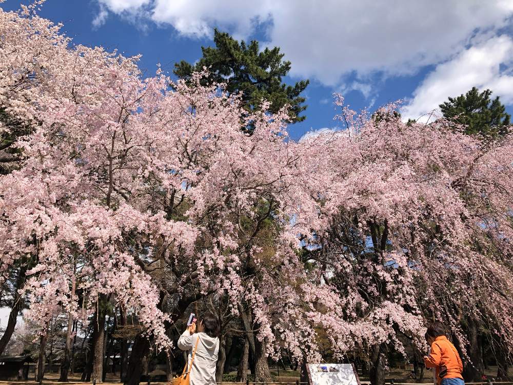 の画像 by 有限会社スリーフラワーさん | しだれ桜と敷島公園-桜マップ2019-と本庄市と前橋市と切花と観葉生産者と園芸店と『2019桜』フォトコンテストとピンク❤︎ピンクとGSのみなさんに感謝♡と今日の一枚と生花とお花見と埼玉県とガーデニングと花のある暮らしとフラワーギフトとスリーフラワー