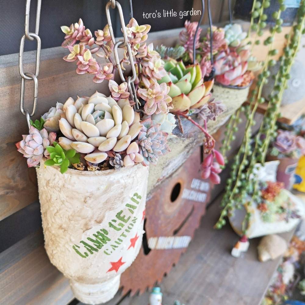 バルコニー/ベランダの画像 by とろさん | バルコニー/ベランダと多肉中毒と多肉植物とげんげんちゃんリメ缶と多肉大好きとおきにいり ♡と多肉女子とかわいいな♡と寄せ植え大好きとベランダーと多肉寄せ植え