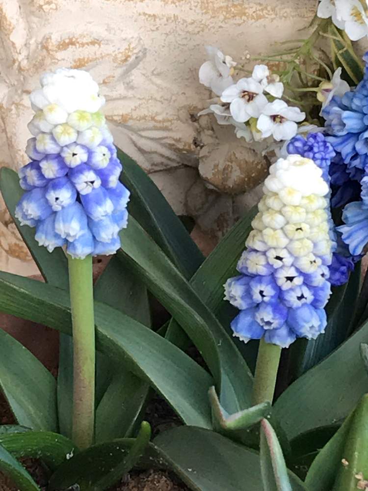 玄関の画像 by スノーベルさん | 玄関とブルーと白のグラデとつぶつぶと球根と鉢植えともうすぐ春と花のある暮らし