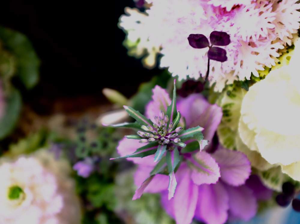 小さな庭の画像 by ®️unjaさん | 小さな庭と葉牡丹の花と花のある暮らしと緑のある暮らしと今日の一枚