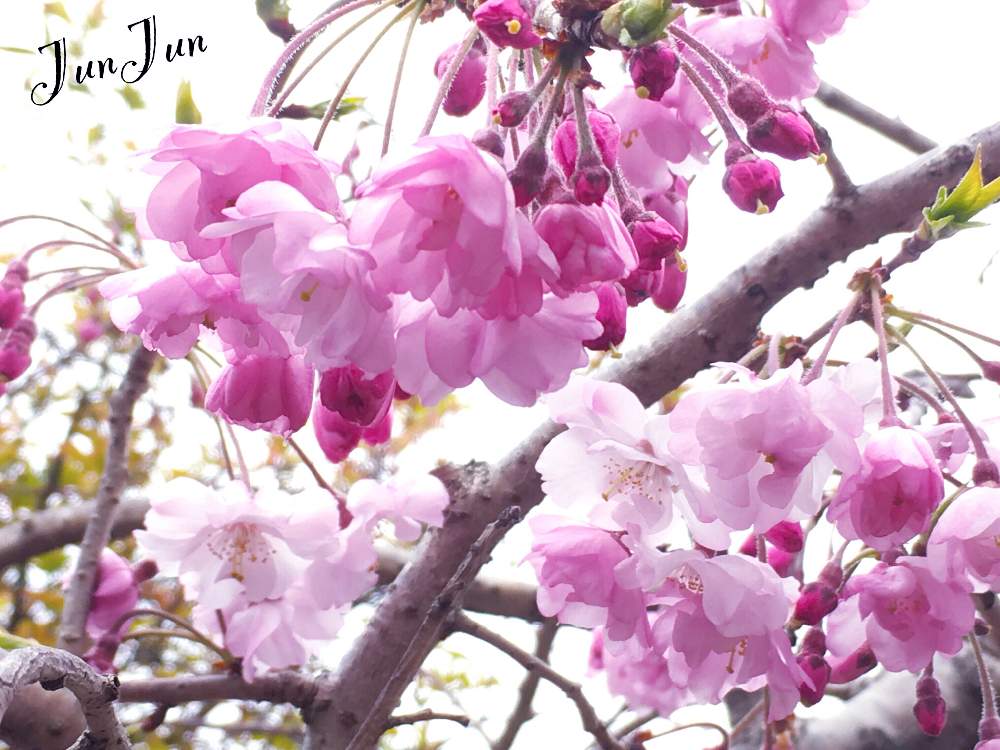 小さな庭の画像 by Jun♡Junさん | 小さな庭と紅シダレ桜と今日も無事に過ごせます様に❣️とキュンキュン乙女倶楽部とピンク同盟とお花大好き♡と私の癒しと『2019桜』フォトコンテストと西日本豪雨で被災された皆様頑張ってと実家の桜と可愛い〜♡と庭のある暮らしと花のある暮らしと夫婦で庭創り♡とこんばんは☆と繋がりに感謝✨と植物に癒されてと記録用とHTC 64