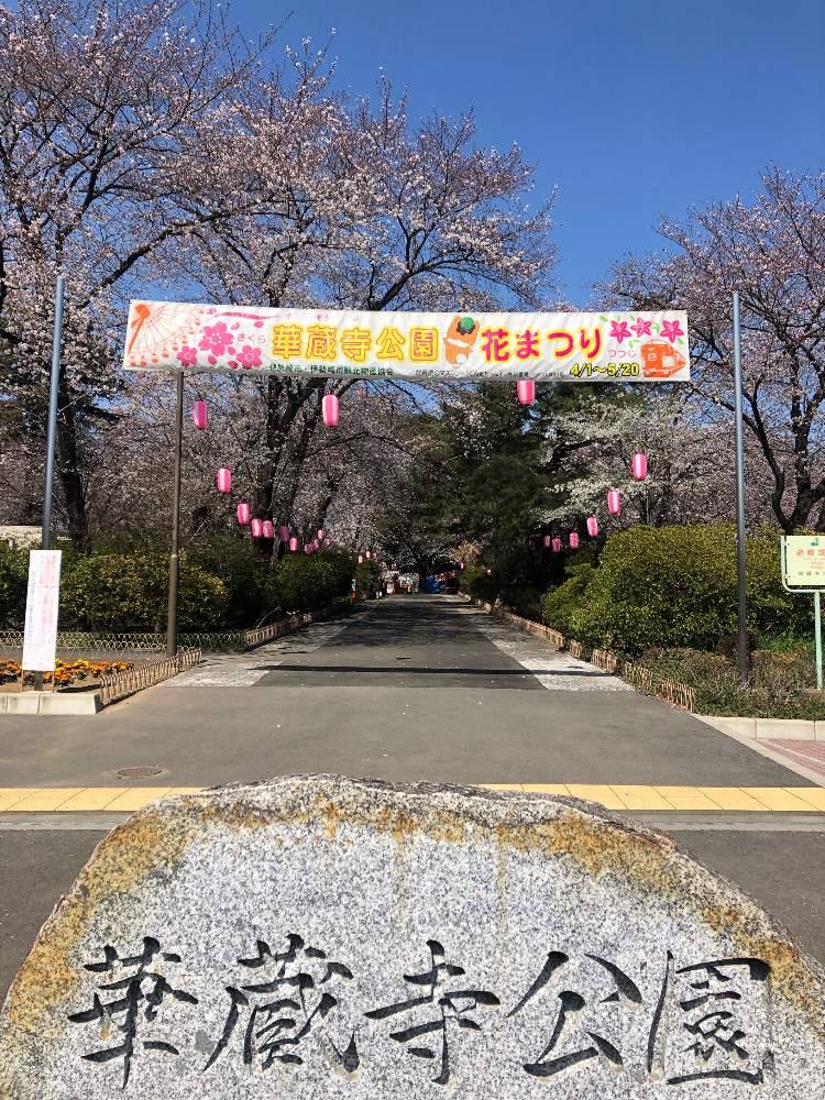 の画像 by 有限会社スリーフラワーさん | さくら サクラ 桜と本庄市と前橋市と切花と観葉生産者と華蔵寺公園-桜マップ2019-と園芸店と『2019桜』フォトコンテストとピンク❤︎ピンクとGSのみなさんに感謝♡と今日の一枚と生花とお花見と埼玉県とガーデニングと花のある暮らしとかわいいな♡とフラワーギフトとスリーフラワー