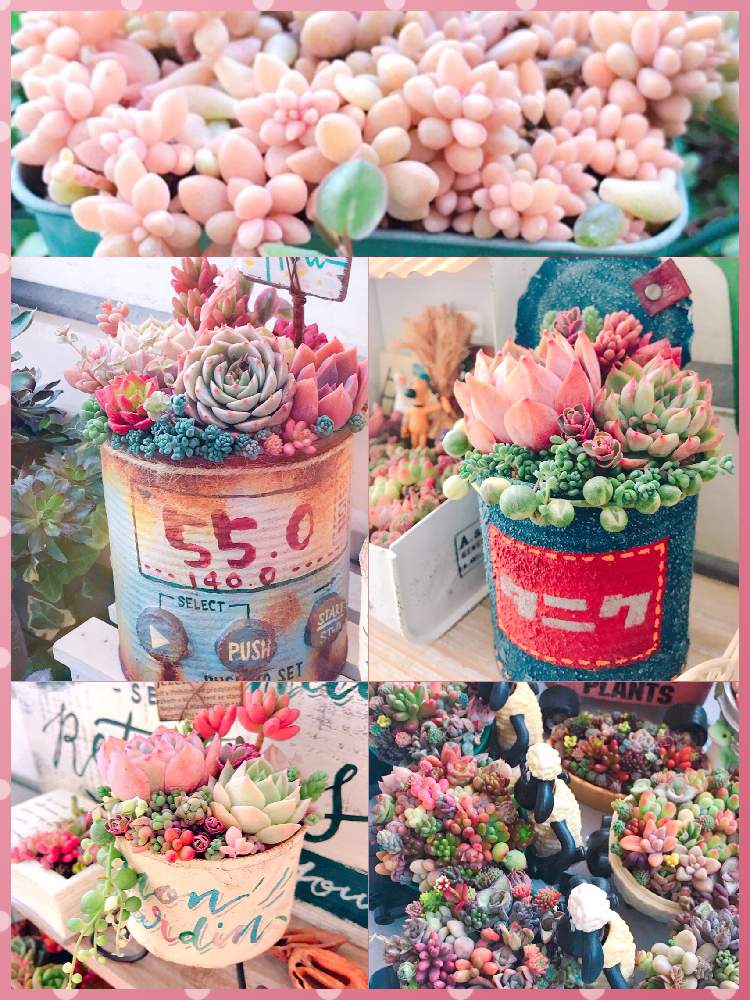 バルコニー/ベランダの画像 by ショーンさん | バルコニー/ベランダとHTCと多肉植物寄せ植えと花の15年組とGSミニモニ。とmaiチャンスイッチ缶とmaiチャン猫脚缶とたにおたくらぶとチーム福岡と青空の下とはちちゃんのデニム缶とショーン寄せ