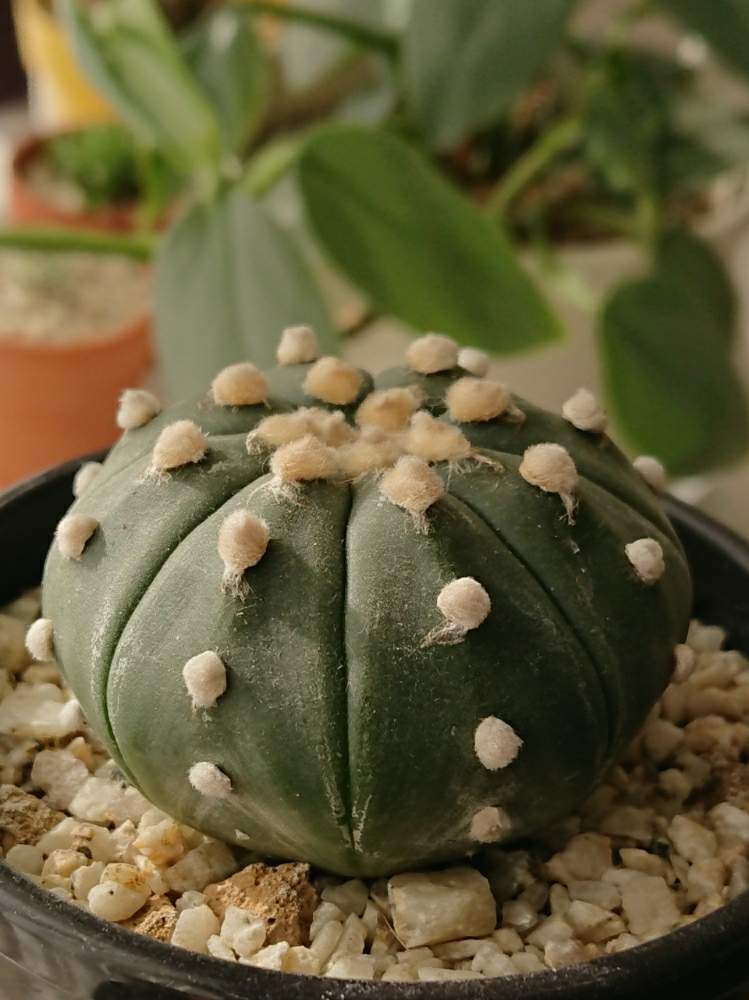 棚の画像 by ベランダ大好きさん | 棚と多肉植物と千葉県と植中毒と瑠璃兜。とアストロフィツム属と多肉植物とサボテンとタニラーと珍奇植物と花のある暮らしと千葉タニラーとバルコニスト