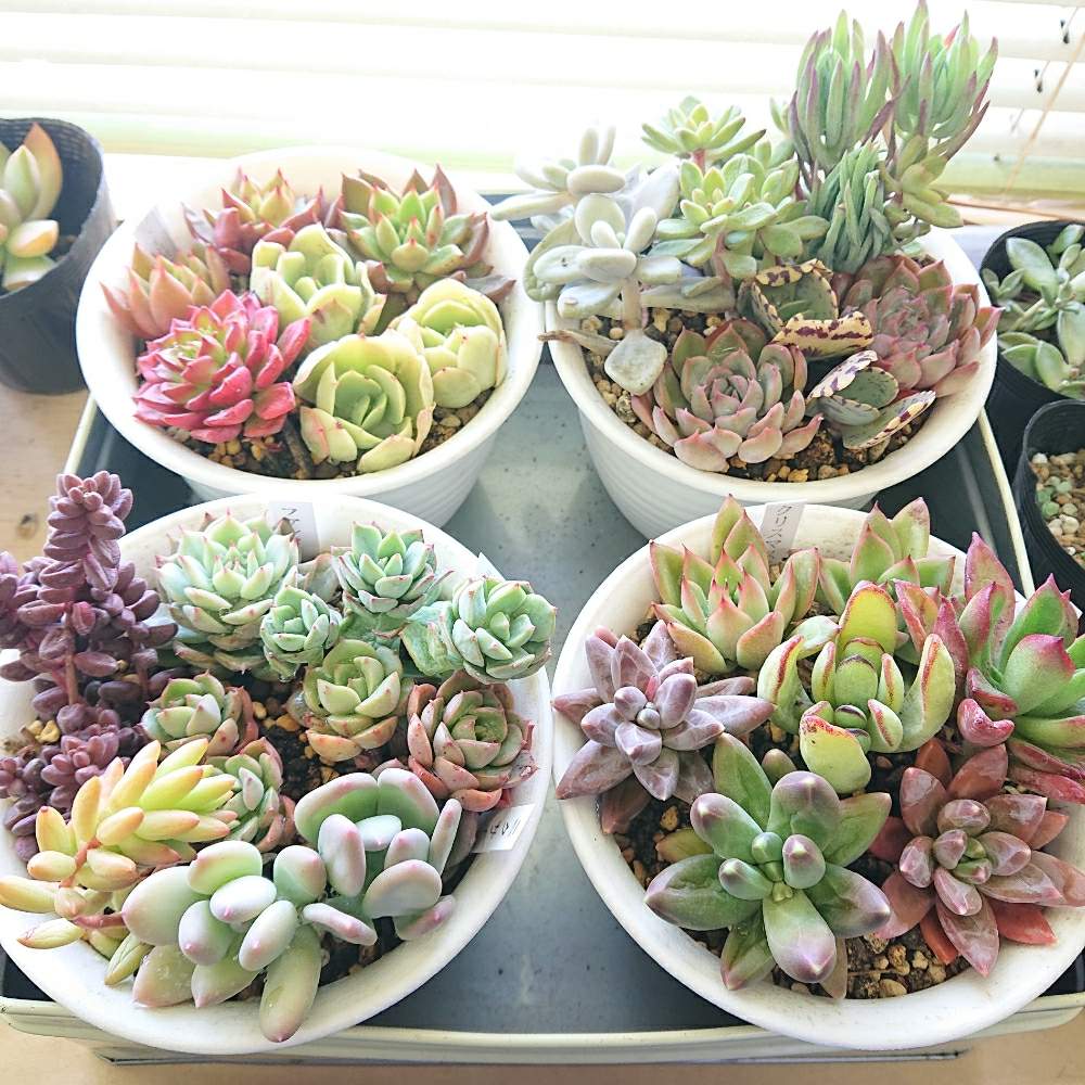 窓辺の画像 by りんさん | 窓辺と2019初寄植と事務所の多肉と多肉植物と夢はもりもり丼と東北の冬と東北の4月とホッと一息な多肉時間