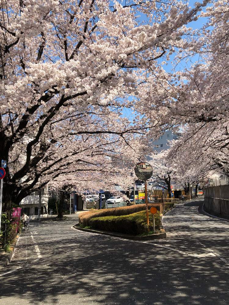 お出かけ先の画像 by あーちゃんさん | お出かけ先と桜 ソメイヨシノとさくらさくら咲け咲けさくらとそれでも可愛い♡とGS映えとGS日和と花のある暮らし