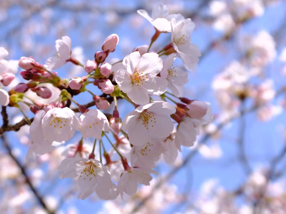 お出かけ先の画像 by ®️unjaさん | お出かけ先と『2019桜』フォトコンテストと花のある暮らしと緑のある暮らしと今日の一枚