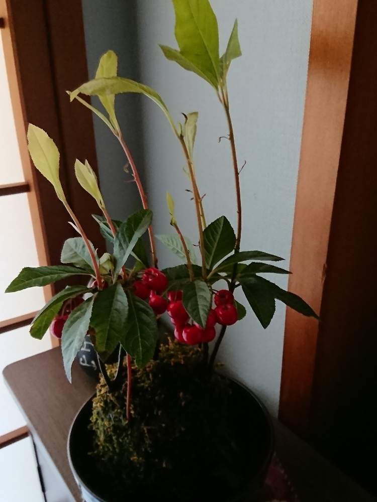 窓辺の画像 by ろんさん | 窓辺とヤブコウジと花のある暮らしと植物大好きとバルコニストと窓辺の植物たちと苔玉