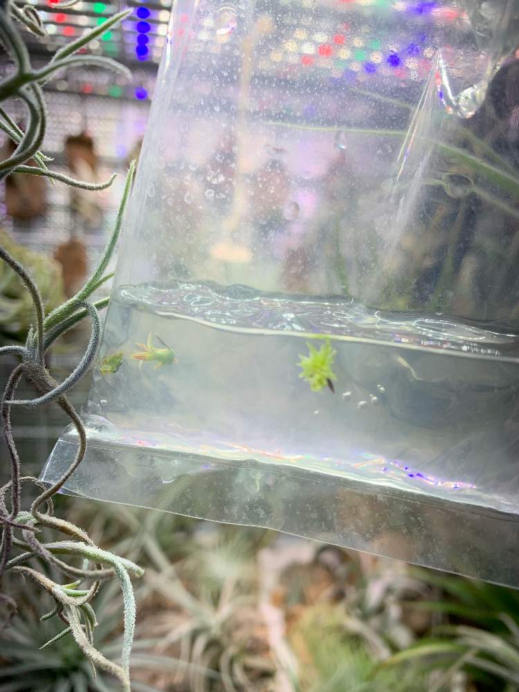 部屋の画像 by もったんさん | 部屋とTillandsia ixioides ssp. viridifloraと無菌播種とエアープランツ☆と変種?とチラ熱上昇中とイキシオイデス・ヴィリディフローラとチラ中毒と発芽と珍奇植物とチララックとエアープランツ/チランジア