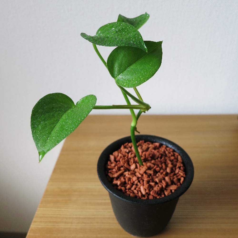 部屋の画像 by muuufkrさん | 部屋とポトスと観葉植物と植物のある暮らしとグリーン!グリーン!グリーン!と室内組とセラミスと綺麗なミドリと葉っぱのある暮らしとGS映えとポトス♪とGS日和ときれいとno green no lifeと今日の一枚と自己流とポトスパーフェクトグリーン。と美しいと成長記録と観葉植物がスキとかわいいな♡と癒しのひと時