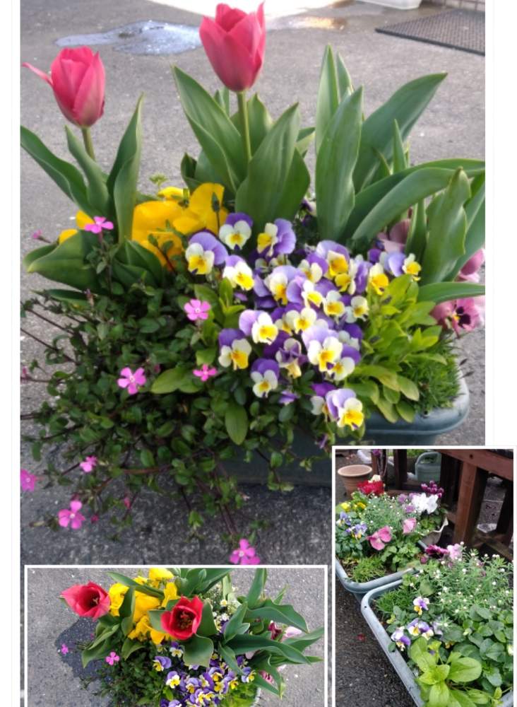 広い庭の画像 by Qooさん | 広い庭とチューリップとパンジーの寄せ植えと青い花と黄色い花と綺麗な花と花かんざし。と赤い花とビオラの寄せ植えと花のある暮らしと白い花と綺麗だね
