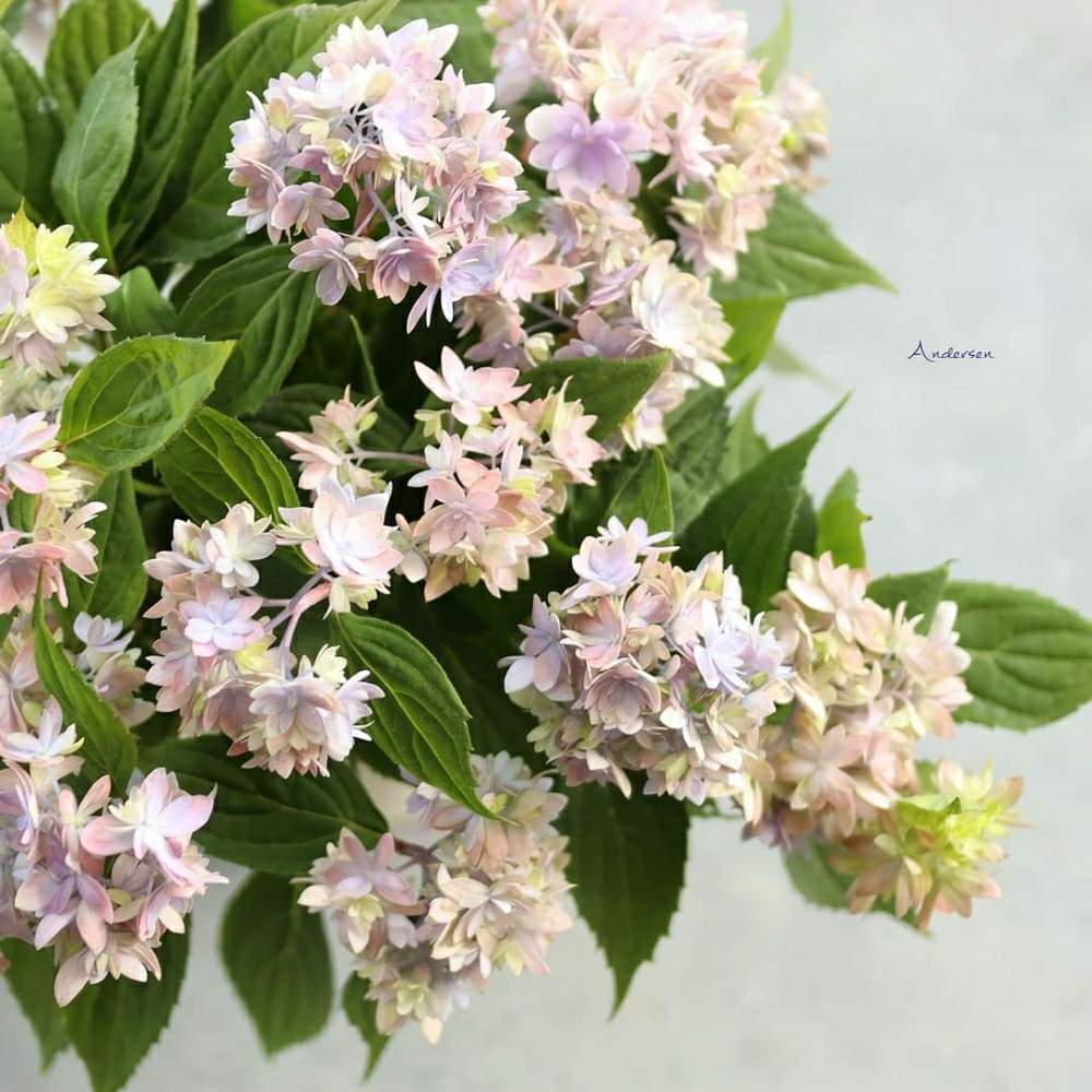 小さな庭の画像 by アナーセンさん | 小さな庭と宮崎と植物のある暮らしと園芸店とアナーセンとガーデニングと花のある暮らし