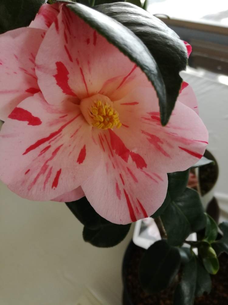 お出かけ先の画像 by ぽんさん | お出かけ先とツバキ・ヒカルゲンジと光源氏とツバキの花と青森とバラと夢CLUB