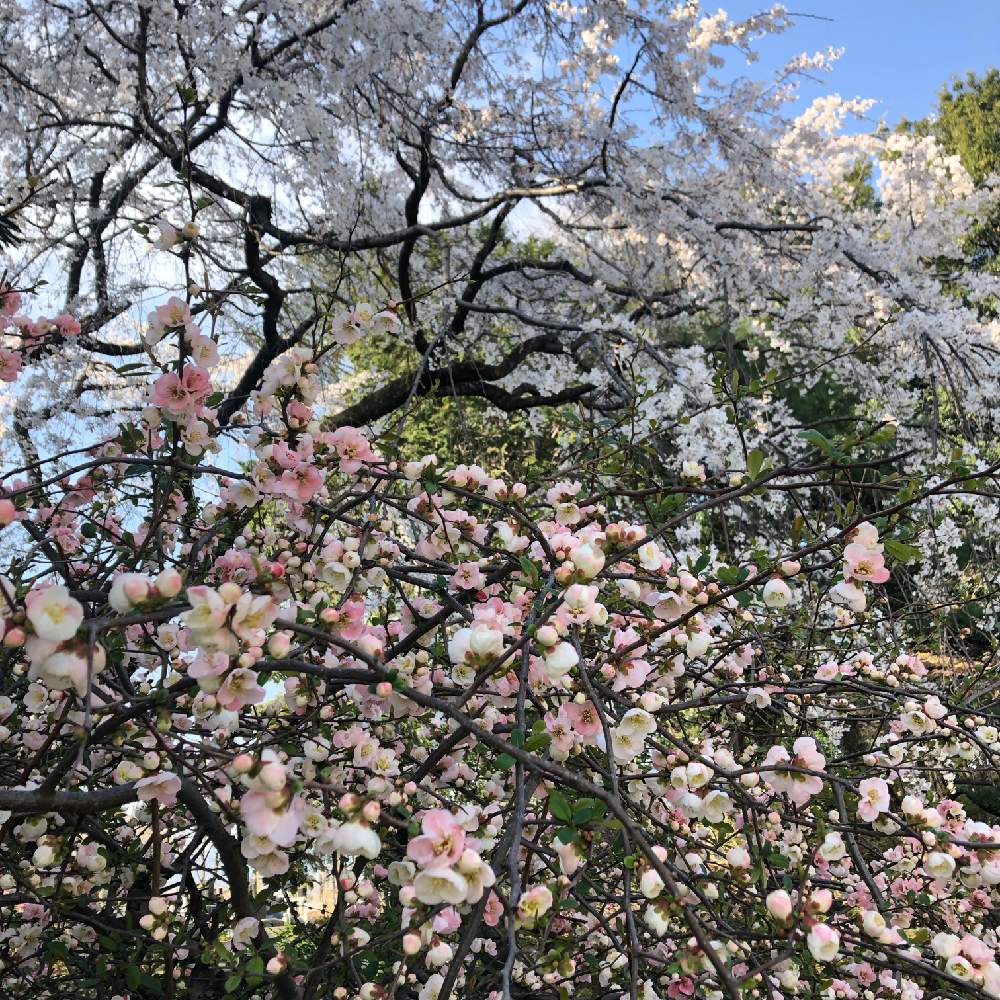 の画像 by 有限会社スリーフラワーさん | 本庄市と切花と観葉生産者と園芸店と高崎市と『2019桜』フォトコンテストとピンク❤︎ピンクと木瓜の花とGSのみなさんに感謝♡と今日の一枚と生花とお花見と埼玉県とガーデニングと花のある暮らしとかわいいな♡と慈眼寺のしだれ桜-桜マップ2019-とフラワーギフトとスリーフラワー
