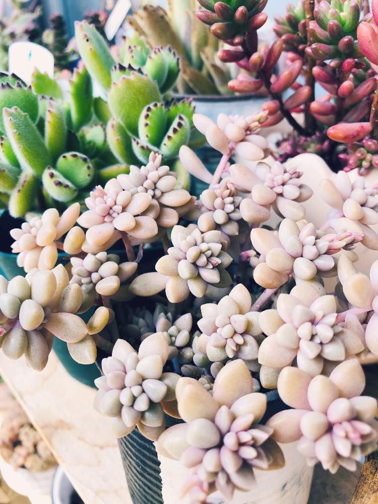 バルコニー/ベランダの画像 by mamisukeさん | バルコニー/ベランダと多肉植物とわくわく春の新芽&つぼみ祭りと多肉可愛いと多肉大好きと植欲旺盛と植中毒と多肉女子と姫秀麗❤と可愛いとモリモリにしたいとNo多肉,No Life.と多肉棚とかわいいな♡と多肉初心者