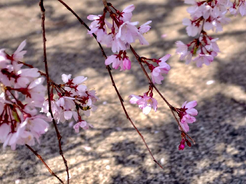 お出かけ先の画像 by ®️unjaさん | お出かけ先としだれ桜と『2019桜』フォトコンテストと花のある暮らしと緑のある暮らしと今日の一枚
