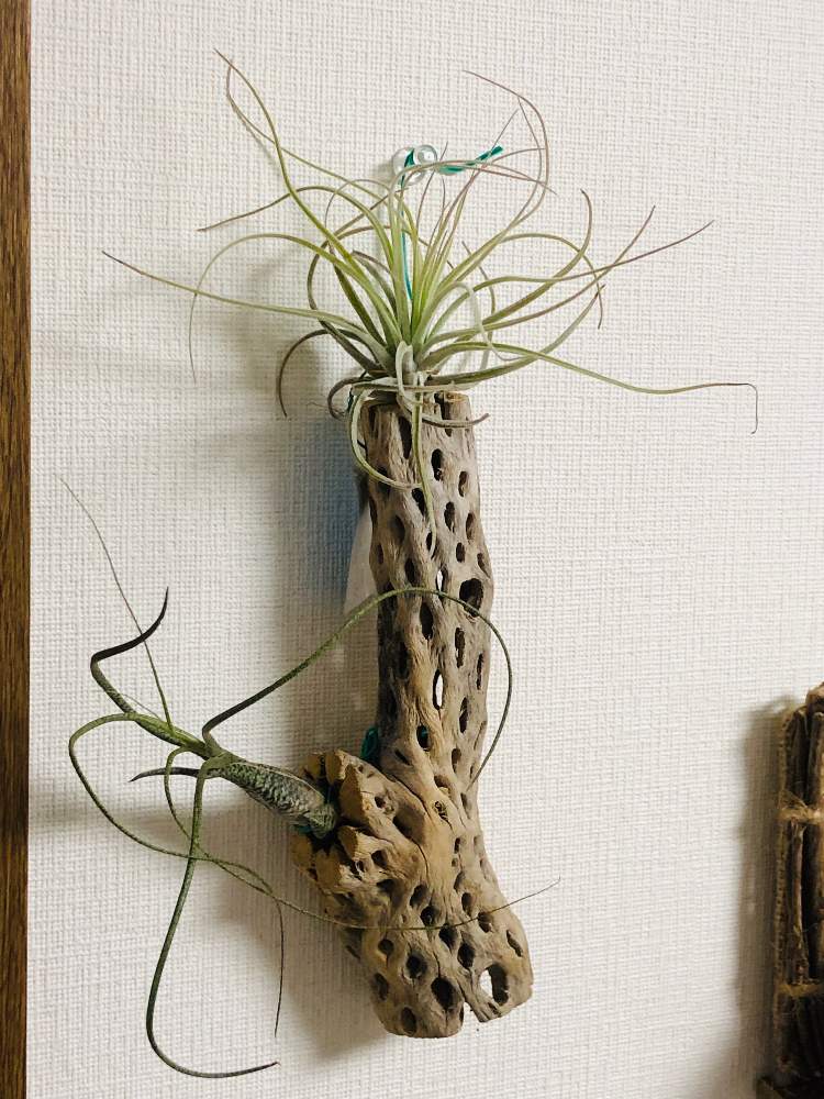 部屋の画像 by ハッチさん | 部屋とチランジア ベリッキアーナとチランジア ブッツィーとエアープランツ/チランジアとサボテンの骨