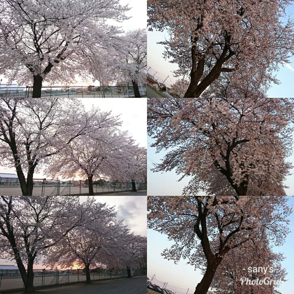 お出かけ先の画像 by サニィさん | お出かけ先とHTCとニコちゃんファン倶楽部❣️と桜♪とニコちゃん大好き❣️とGSのみなさんに感謝♡と多肉中毒❣️と全国オヤジ連合会No.38とGSで繋がり隊とHTCNo.245と花のある暮らしと多肉広め隊と群馬県