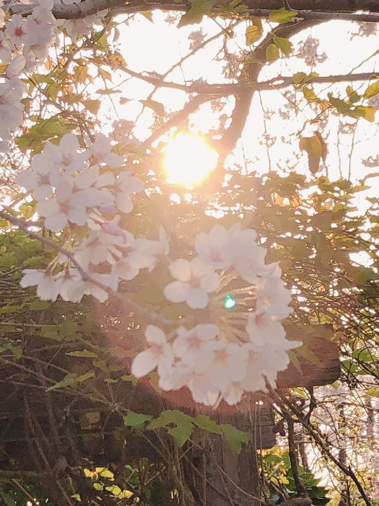 お出かけ先の画像 by mayumi☆さん | お出かけ先と桜並木と良い香り♡とMNC Naraと『2019桜』フォトコンテストといやされる♡とGS映えと癒しの空間とお花のパワーと季節のお花とある日の午後と大好きな花と花のある暮らしとiPhone撮影